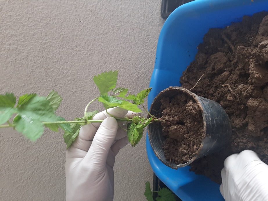 Planting
