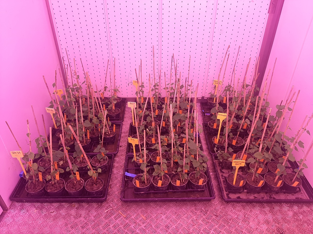 Controlled growth chamber