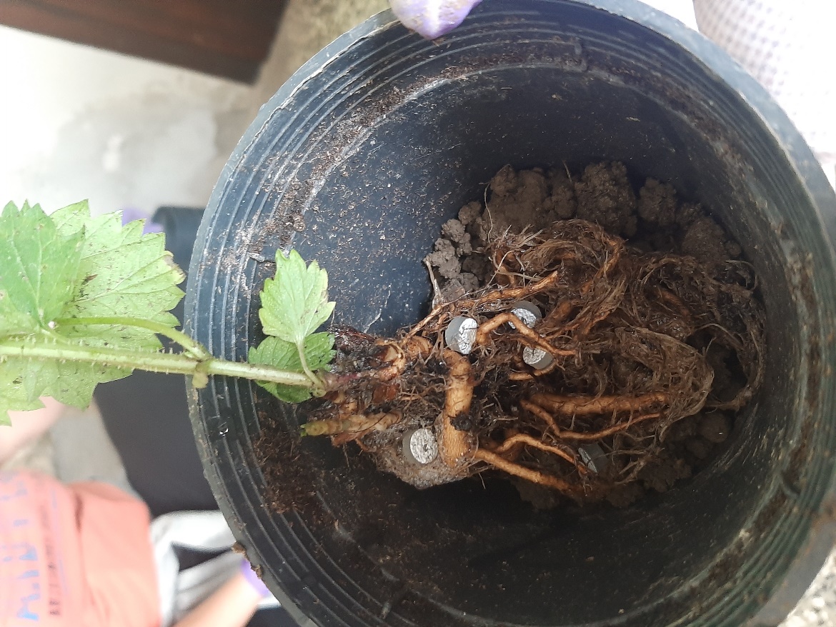 Addition of sporulated mycelium of Streptomyces biocontrol agents in the proximity of the root system